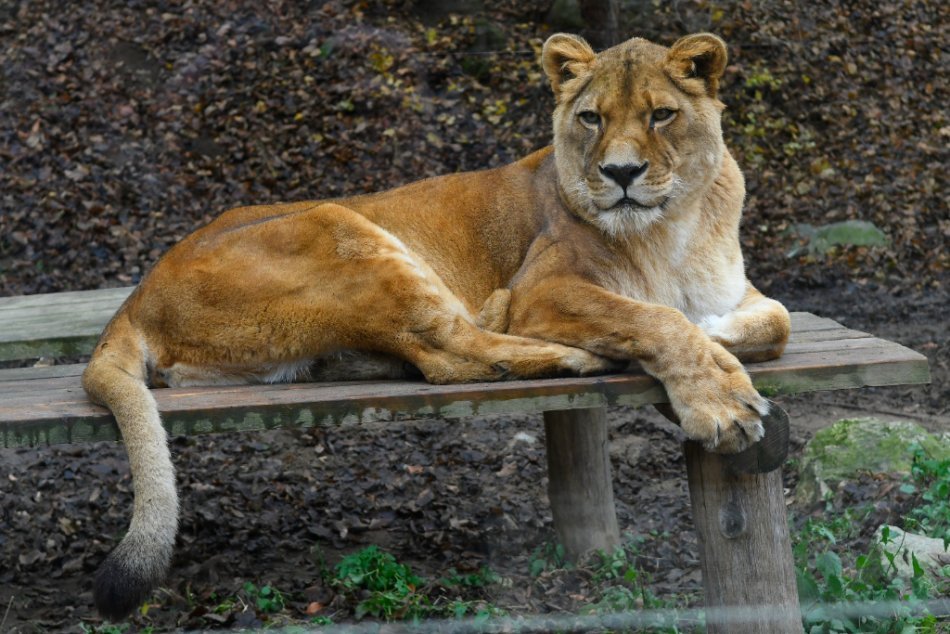Jeseň v košickej zoo