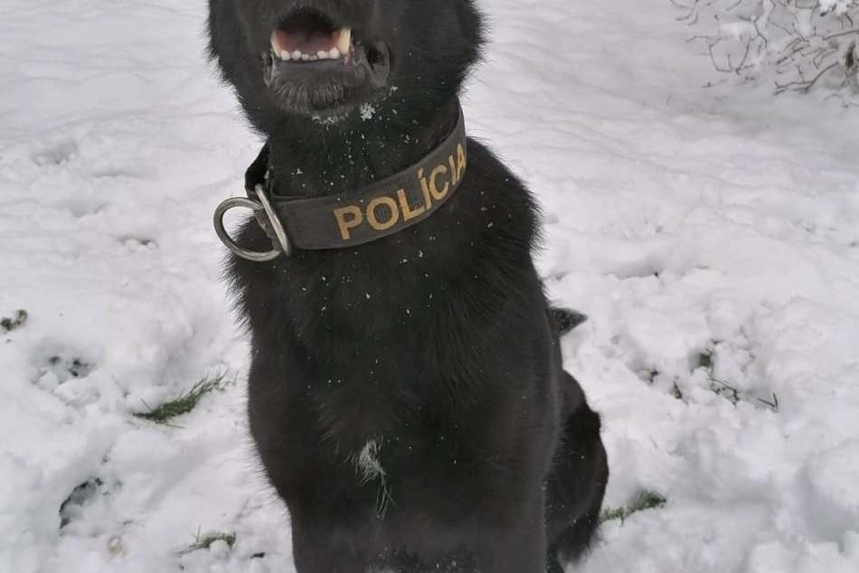 FOTO: Mladík pri úteku pred policajtmi v Nemšovej odhodil drogy, našla ich Heňa