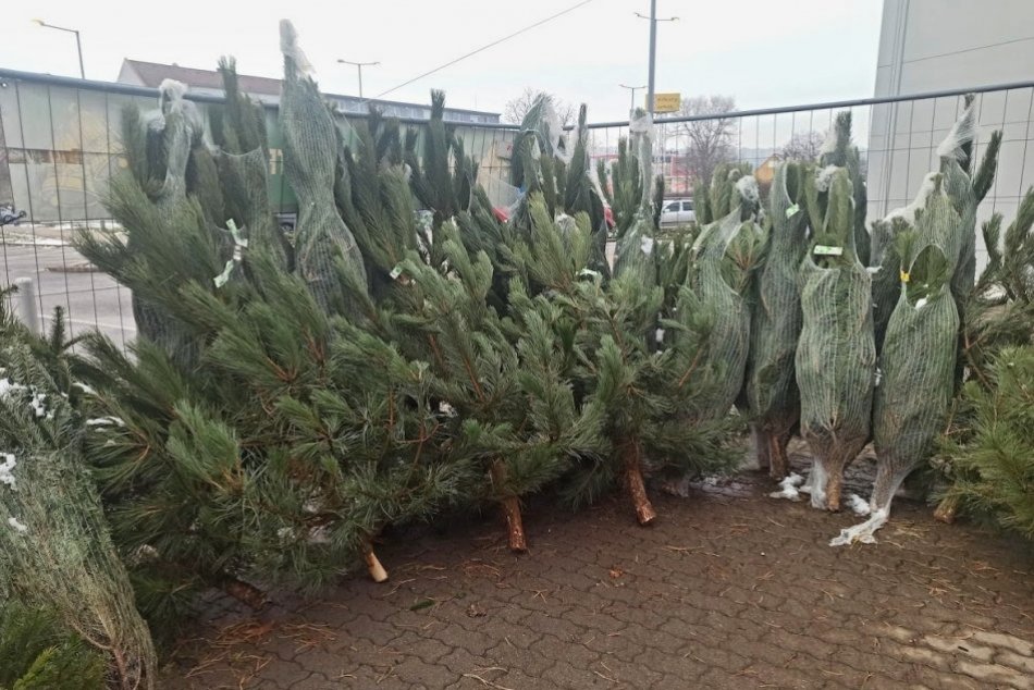 Predaj vianočných stromčekov v Nitre