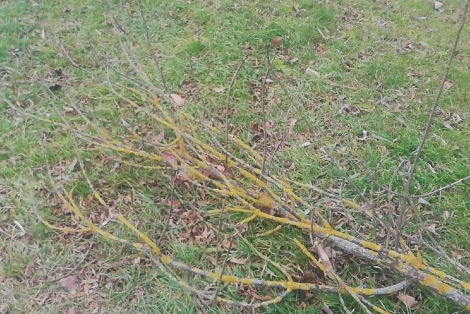 OBRAZOM: Veterné počasie narobilo problémy vo viacerých krajoch