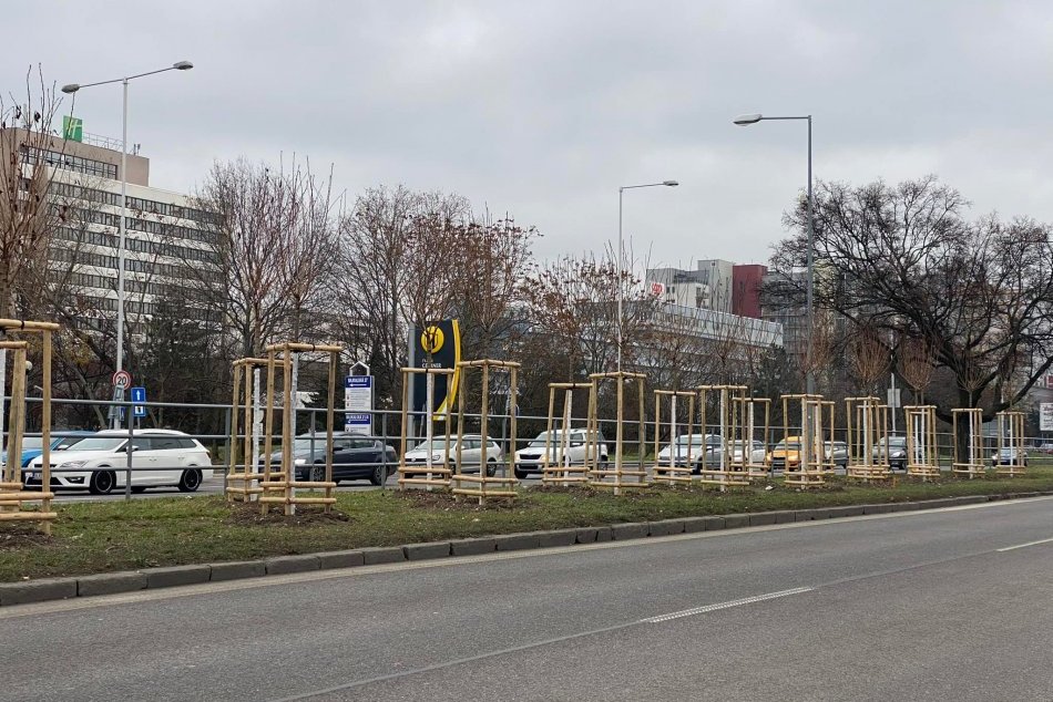 Stromy na Bajkalskej ulici