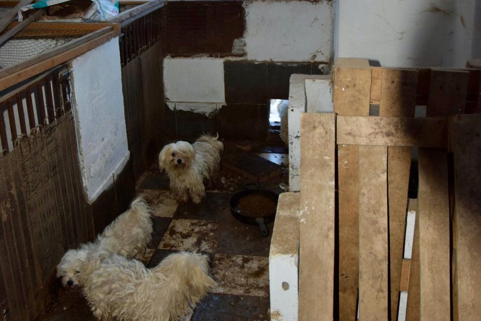 Policajti odhalili nelegálnu množiareň psov