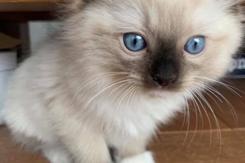 Matovič a jeho mačky