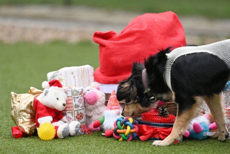 Vianočné darčeky pre zvieratá v trnavskom útulku