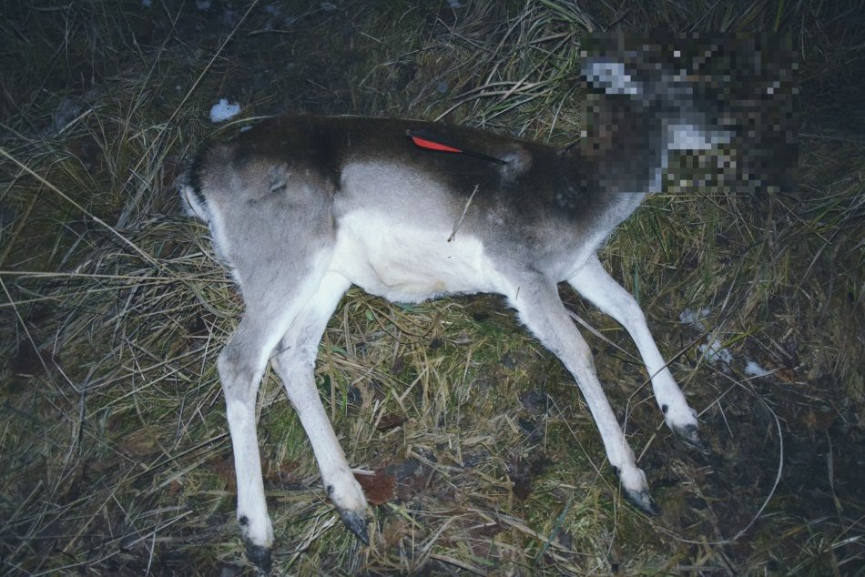 V OBRAZOCH: Samica daniela škvrnitého mala v sebe vystrelený šíp