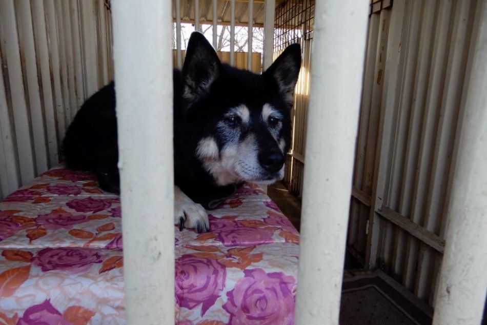 OBRAZOM: Mestský útulok v Poprade prejde rekonštrukciou