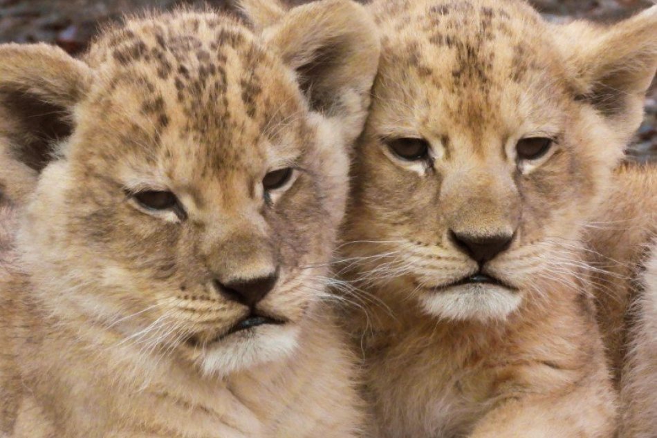 FOTO: Ramzesovi z bojnickej zoo sa v Holandsku darí, je otcom dvoch levíčat