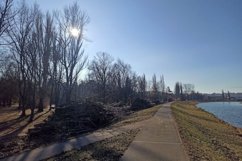 OBRAZOM: Výrub topoľovej aleje pri rieke Nitra