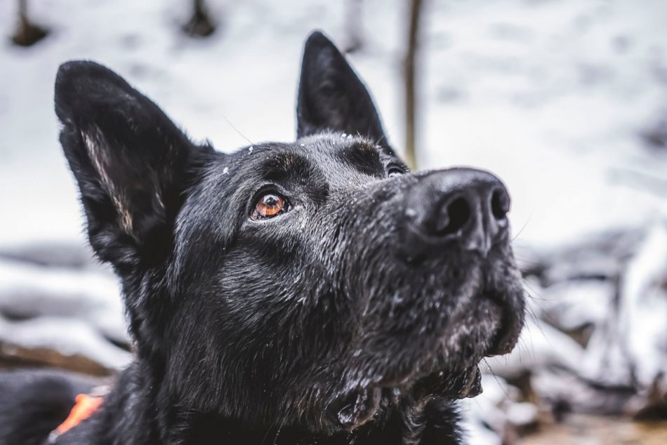 Objektívom: Na ministerstve smútia za úžasným pomocníkom Bonym