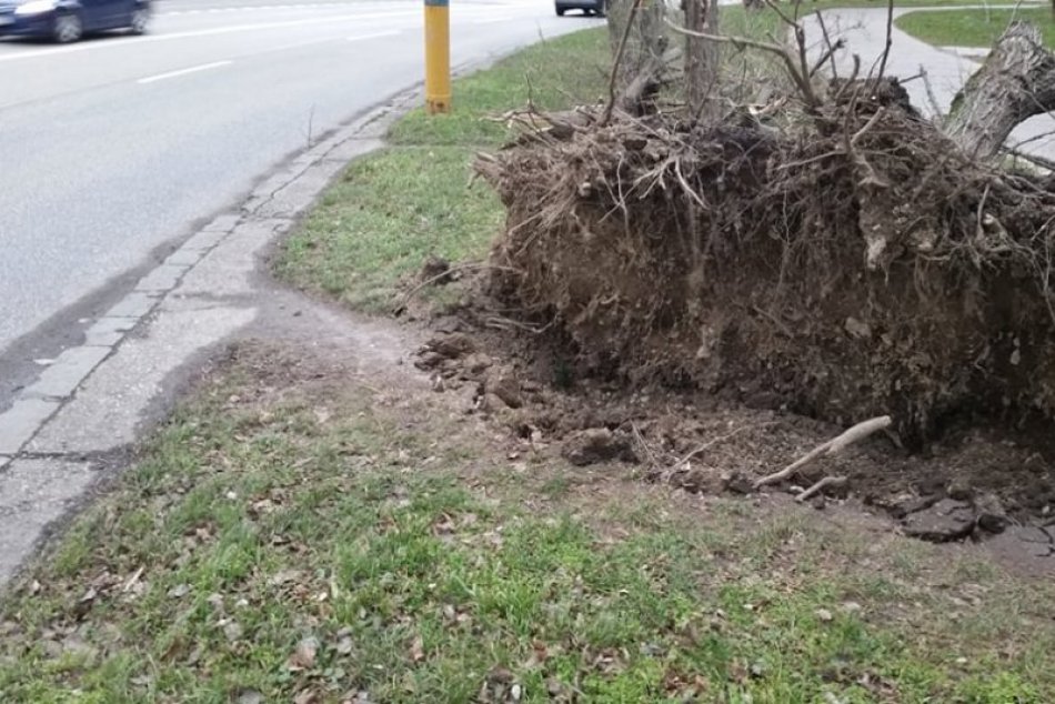 Škody po silnom vetre v Bratislave a okolí