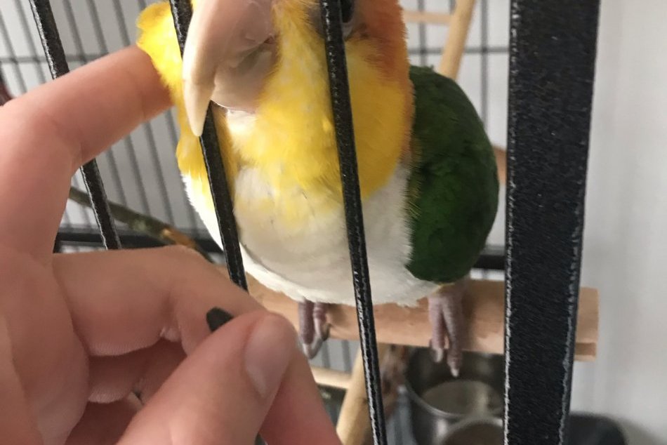 V OBRAZOCH: Papagáj Čiči je roztomilým domácim miláčikom