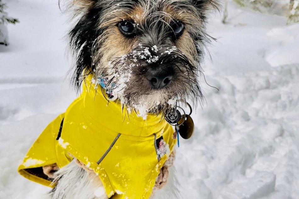V Nízkych Tatrách sa stratil malý psík: Videli ste niekde Ariu?