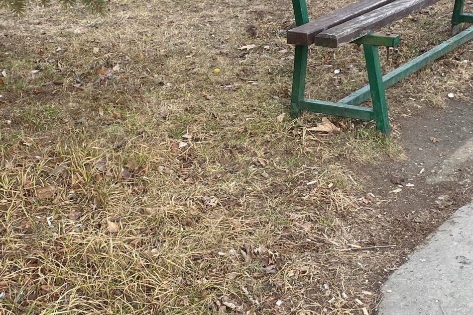 Potkany sa Košičanov neboja, radi aj zapózujú na FOTO