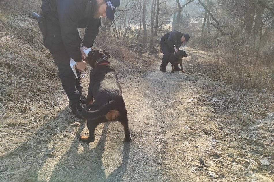 V OBRAZOCH: Zvolenčanov vyplašili rotvajlery bez dozoru