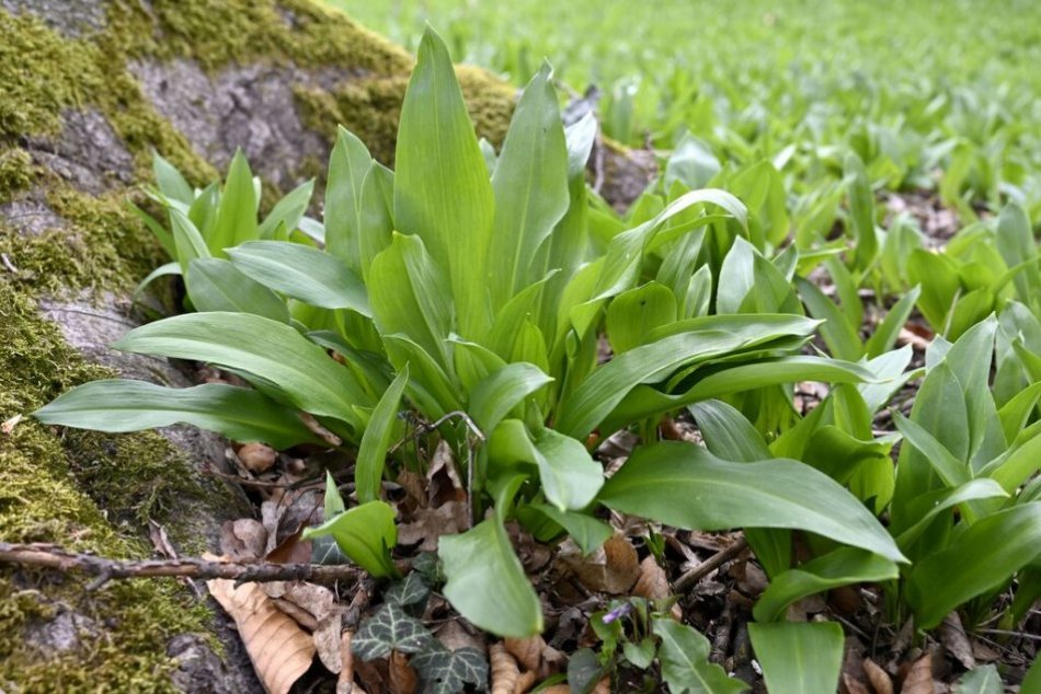 Medvedí cesnak v parku v Trebišove