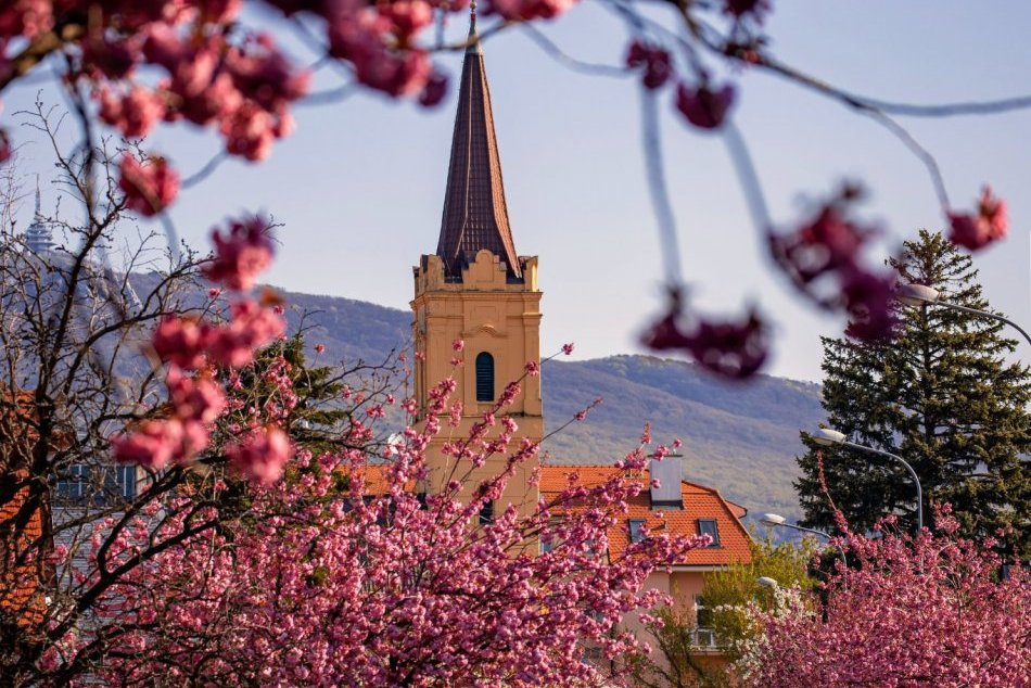 Najkrajšia jarná ulica na Slovensku? Sakurová alej v Nitre opäť rozkvitla, FOTO