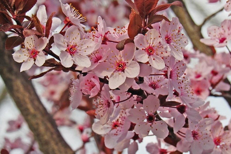 Objektívom: Gorkého ulica je teraz najkrajšia v celom meste