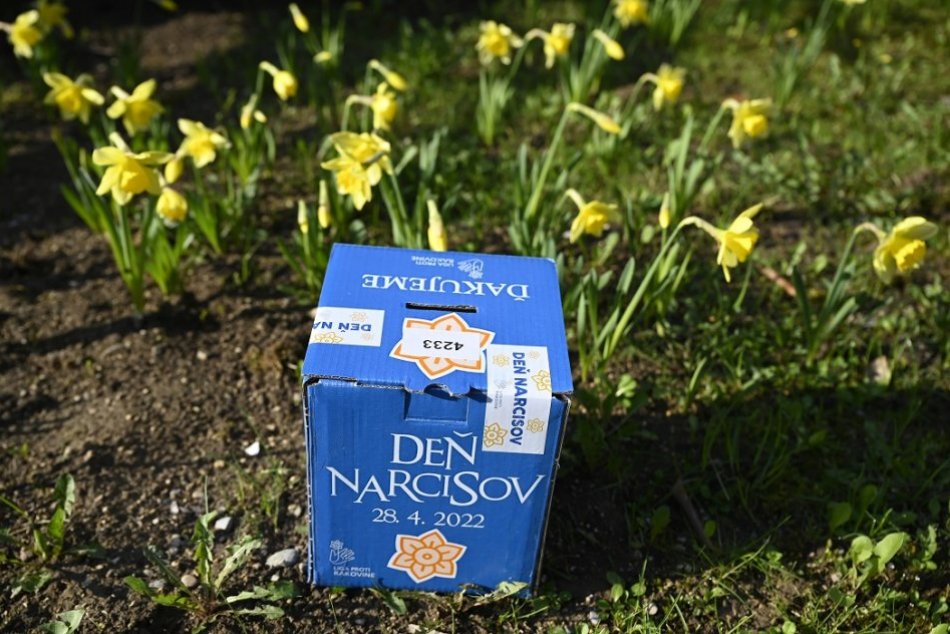 Deň narcisov po dvoch rokoch opäť v uliciach