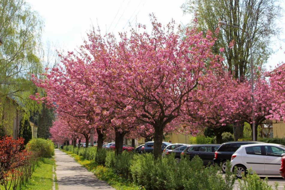 V OBRAZOCH: Jilemnického ulicu lemujú rozkvitnuté sakury