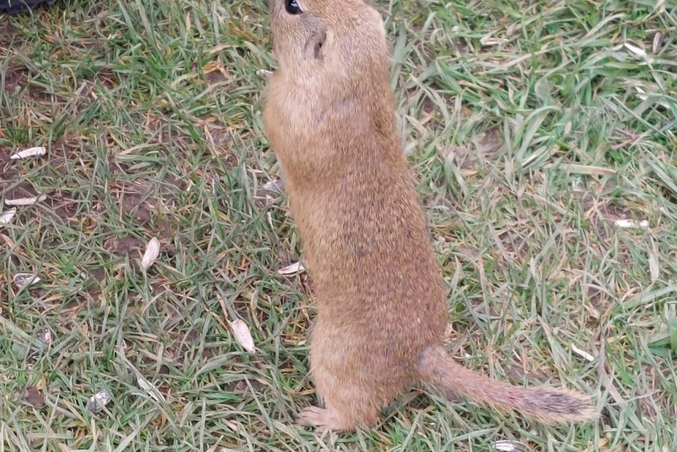 V OBRAZOCH: Policajti dohovárali aj rozkošným sysľom