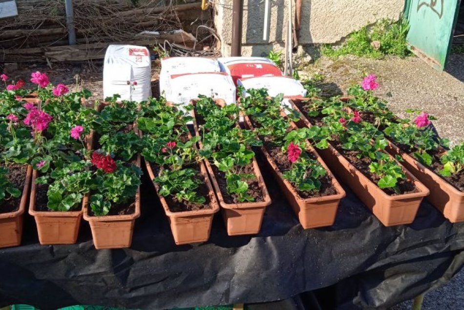 V OBRAZOCH: V Bystrici pribudla mobilná zeleň