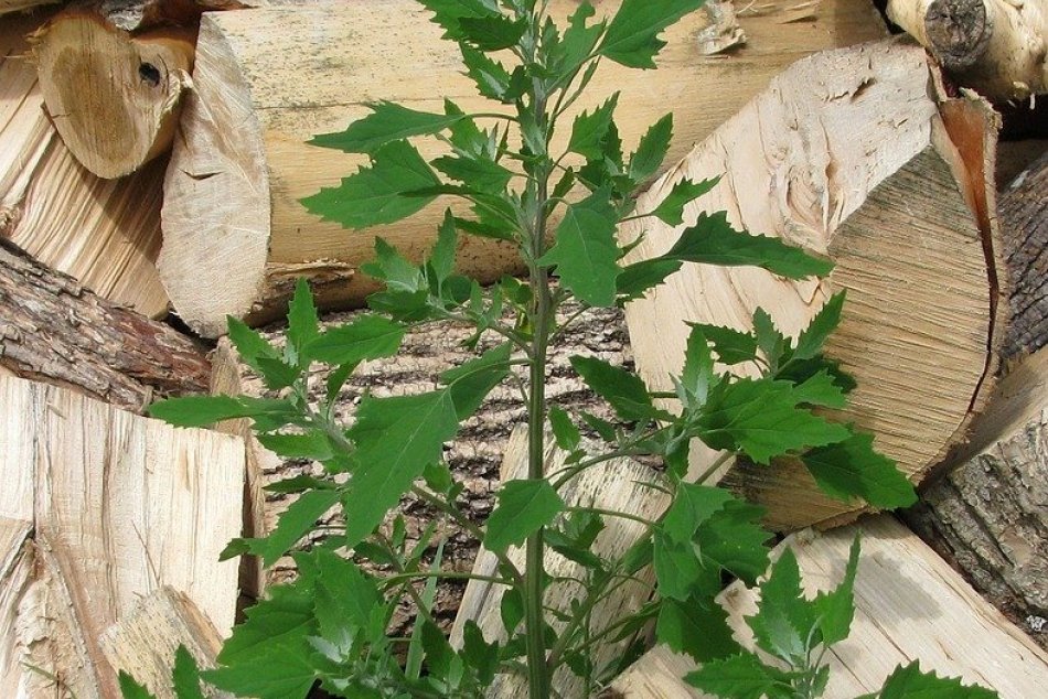 FOTO: Jedlé buriny plné vitamínov