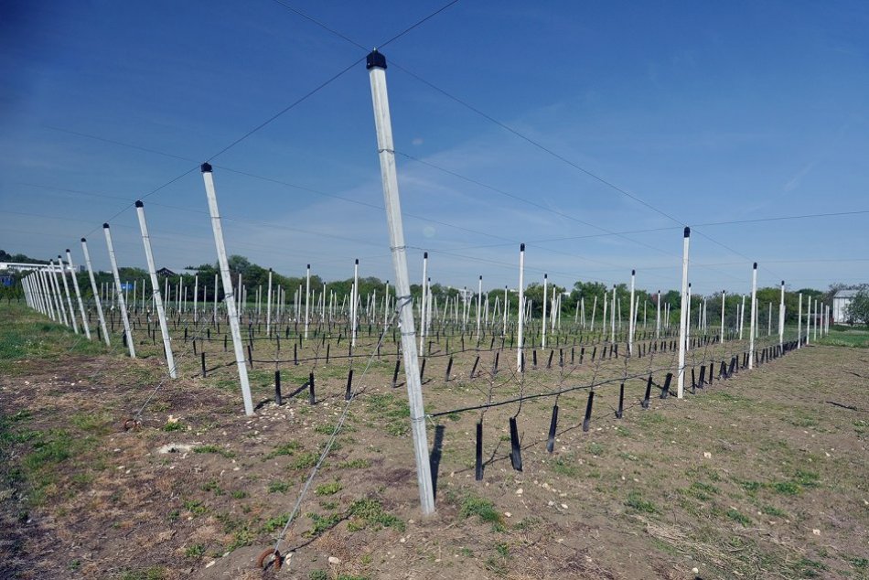 V Botanickej záhrade SPU vzniká nový ovocný sad