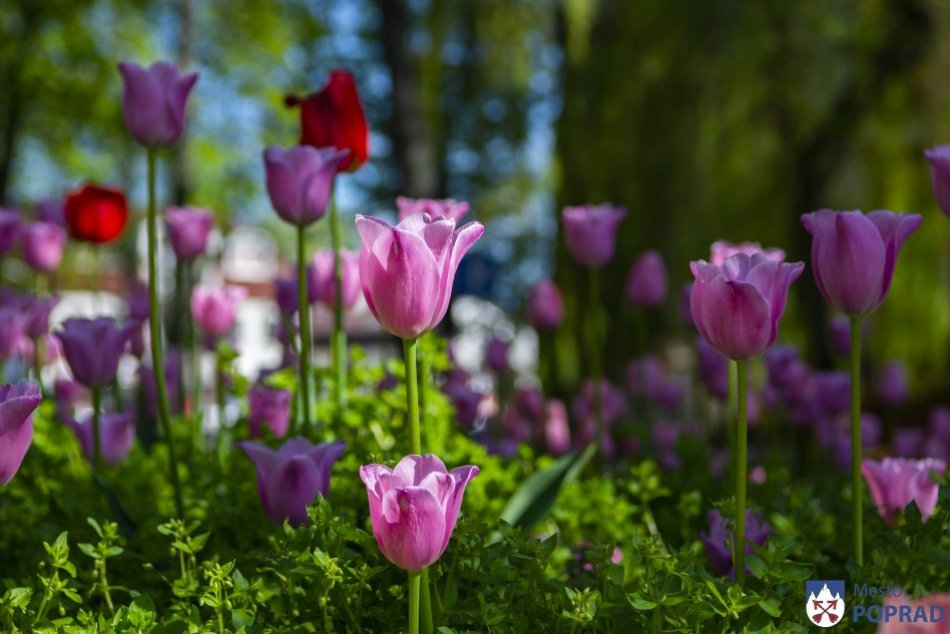 Objektívom: V Poprade mesto nádherne skrášlili tulipány