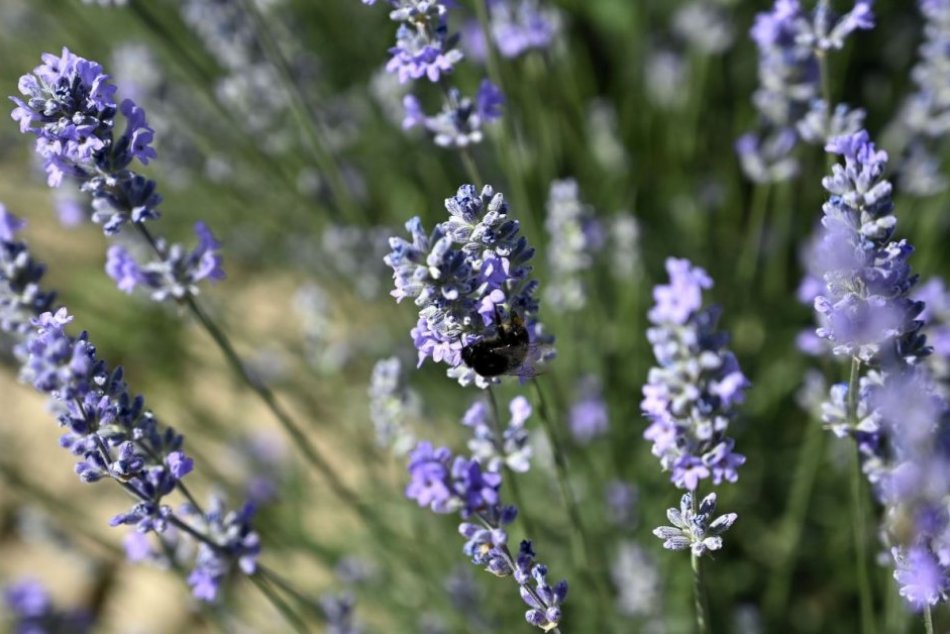 Levanduľová farma v Trnave pri Laborci