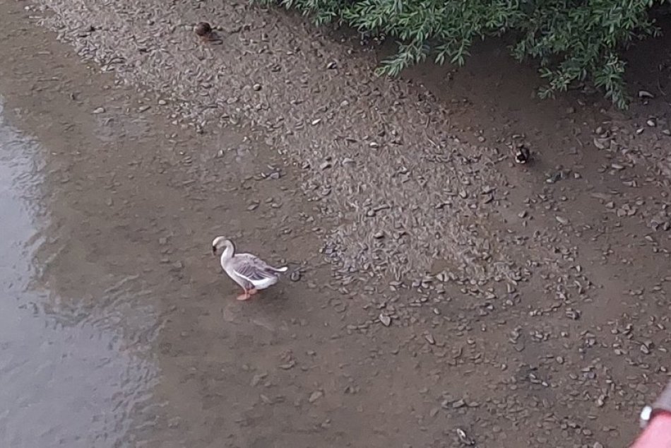 Objektívom: Hus labutia v Toryse spôsobuje Prešovčanom nespavosť