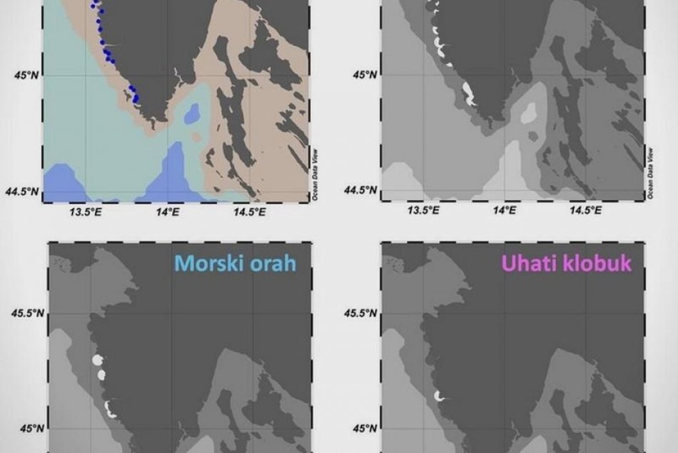 MAPA, ktorá ukazuje výskyt medúz na chorvátskych pobrežiach