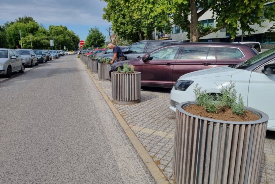 V Šali vysadia 180 levandúľ
