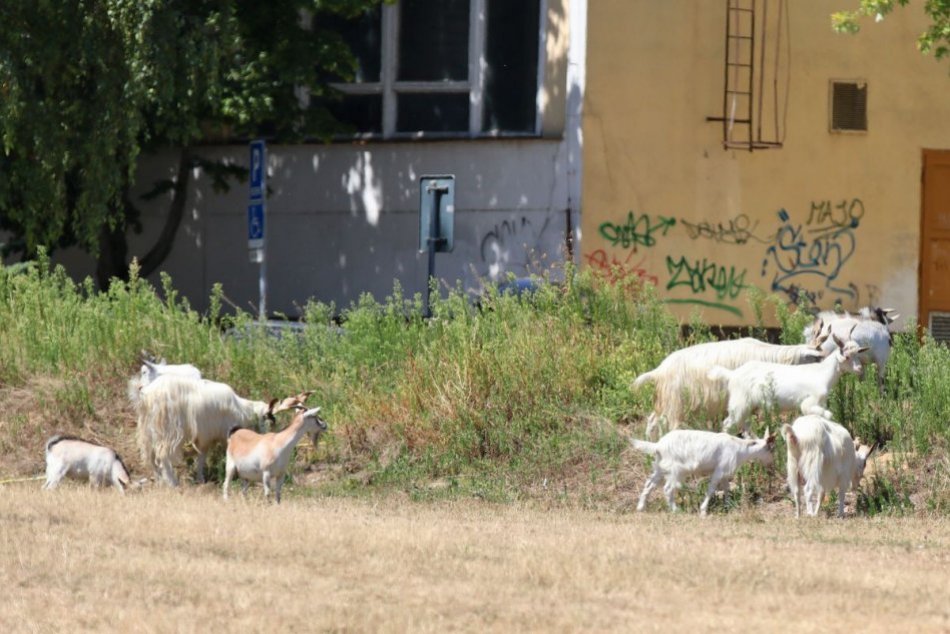 Nevšedný zážitok na Klokočine. Na sídlisku sa pásli KOZY