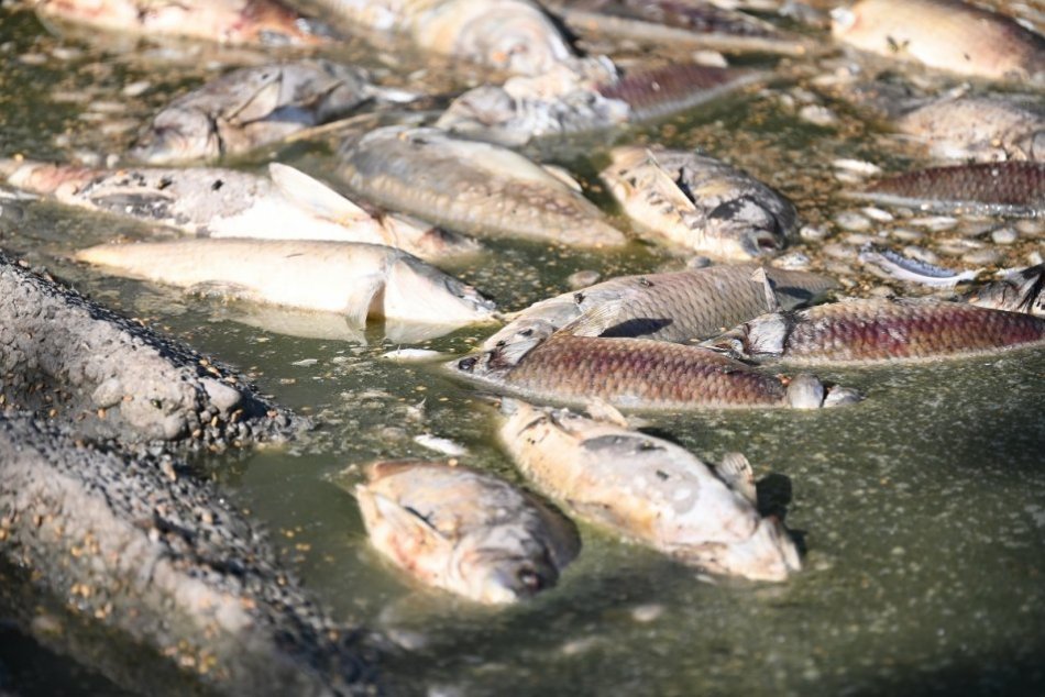 Vypustený rybník v Kamennom mlyne