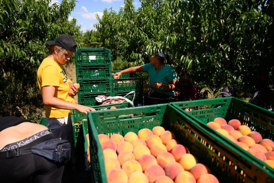 Samozber broskýň v ovocnom sade v obci Cabaj-Čápor