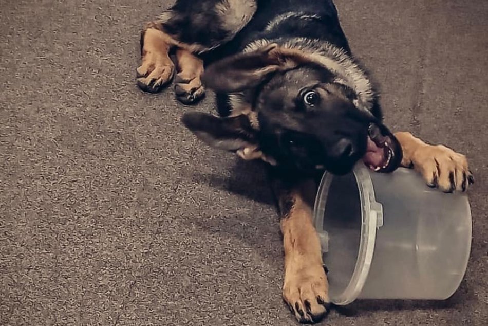 Štvornohá posila pre komárňanskú políciu