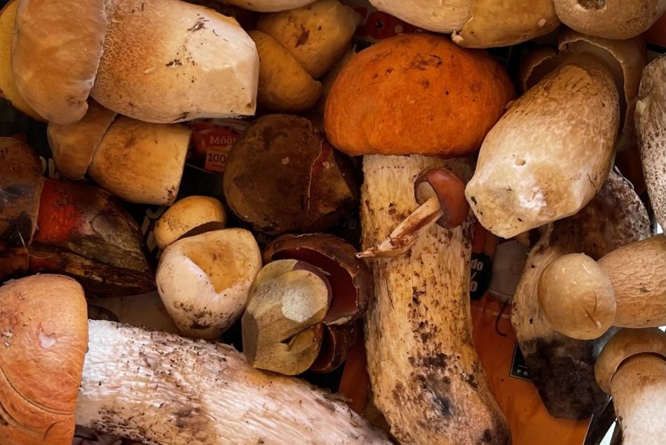 V OBRAZOCH: Zuzana sa pochválila parádnym hubárskym úlovkom