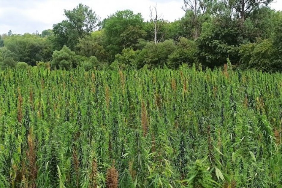 Objektívom: Pestovanie konopy siatej v okrese Snina na východe SR