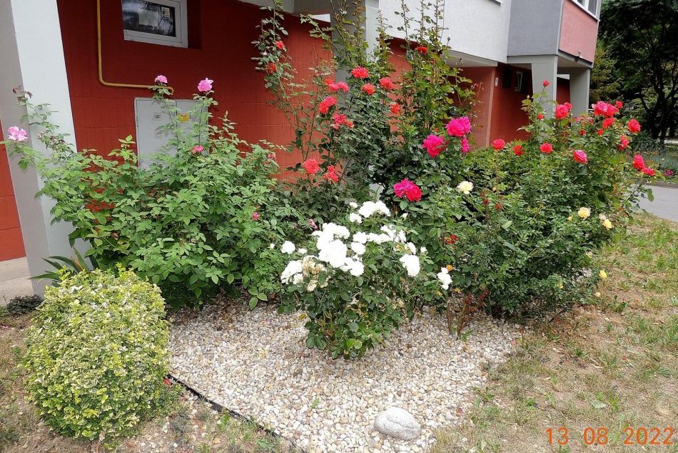 Objektívom: Toto sú najkrajšie predzáhradky aj balkóny v Prešove