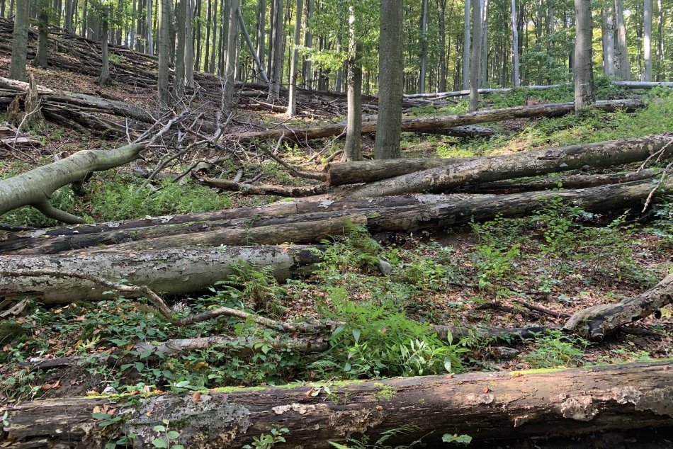 Matovič v Malých Karpatoch