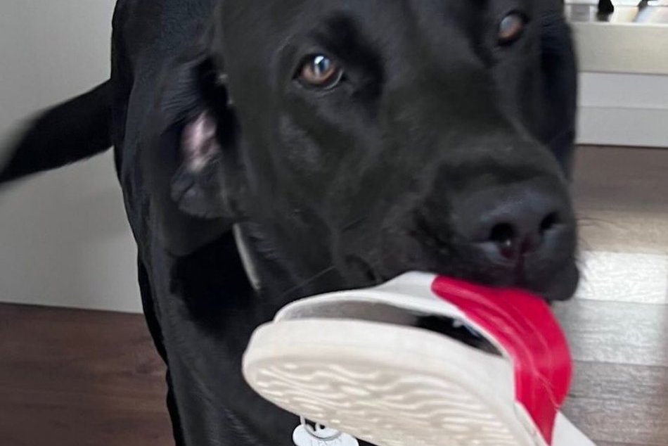 Čaputová a jej domáci maznák