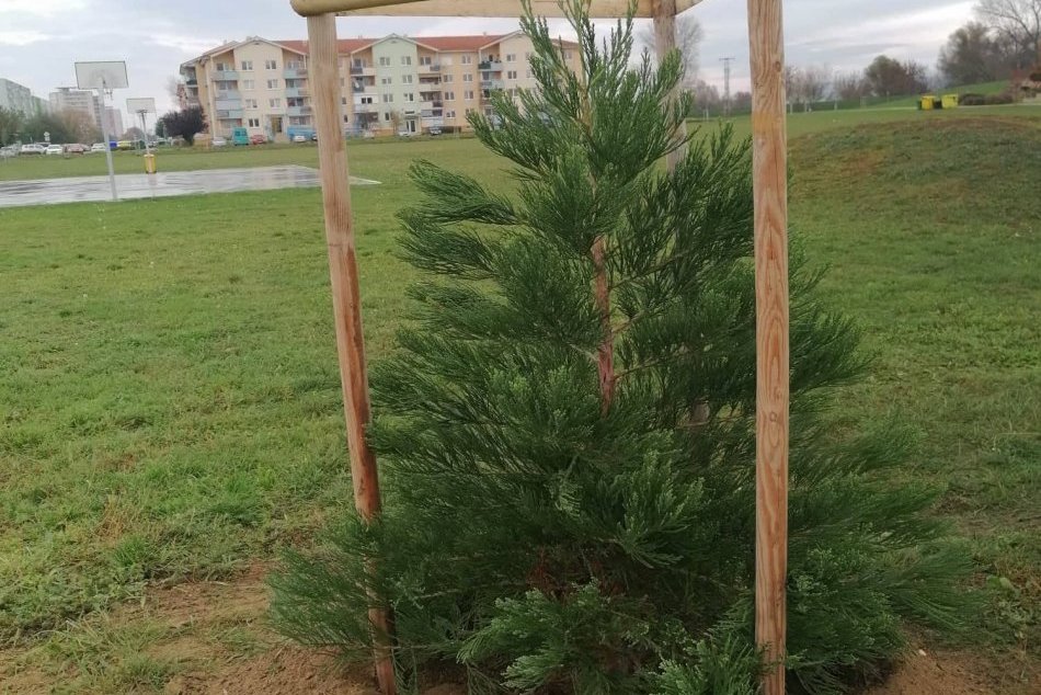 Sekvoje v Topoľčanoch