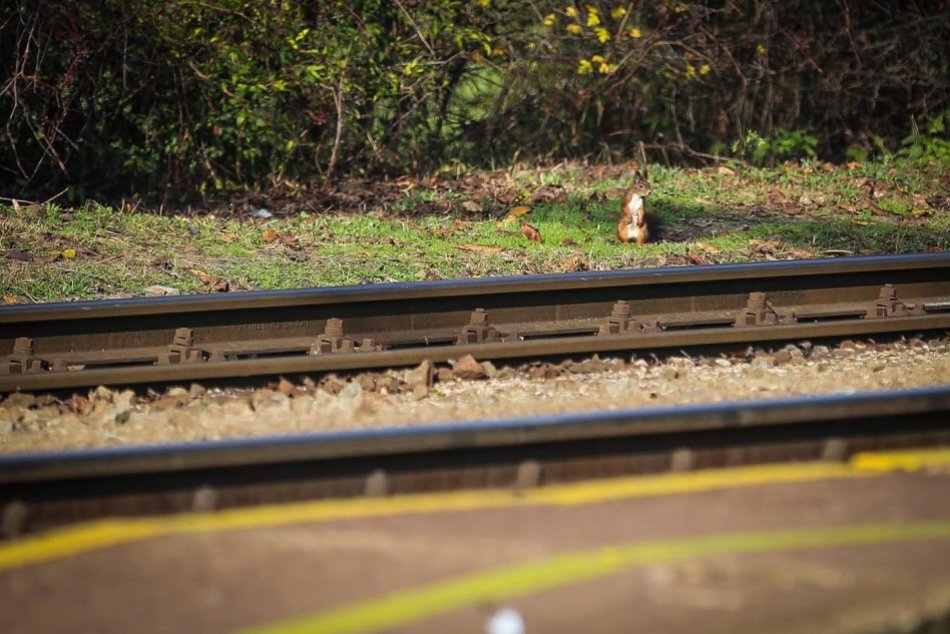 V OBRAZOCH: Po koľajniciach sa prebehla nezbedná veverička