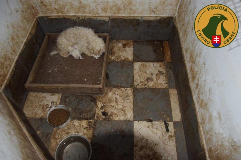 Nelegálna množiareň psov na juhu Slovenska