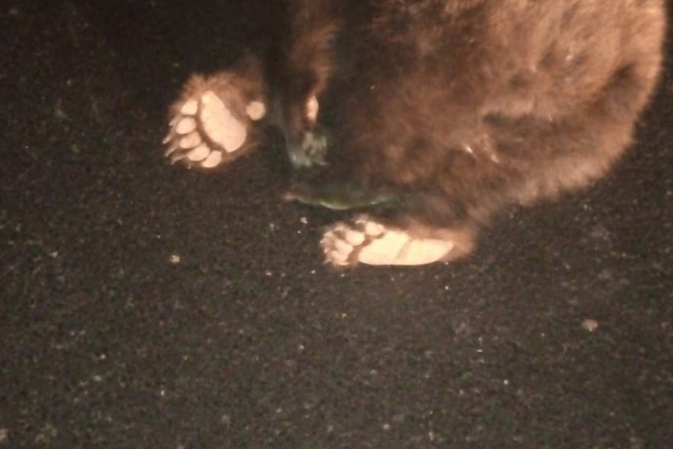 V OBRAZOCH: Pod kolesá dodávky vbehol medveď