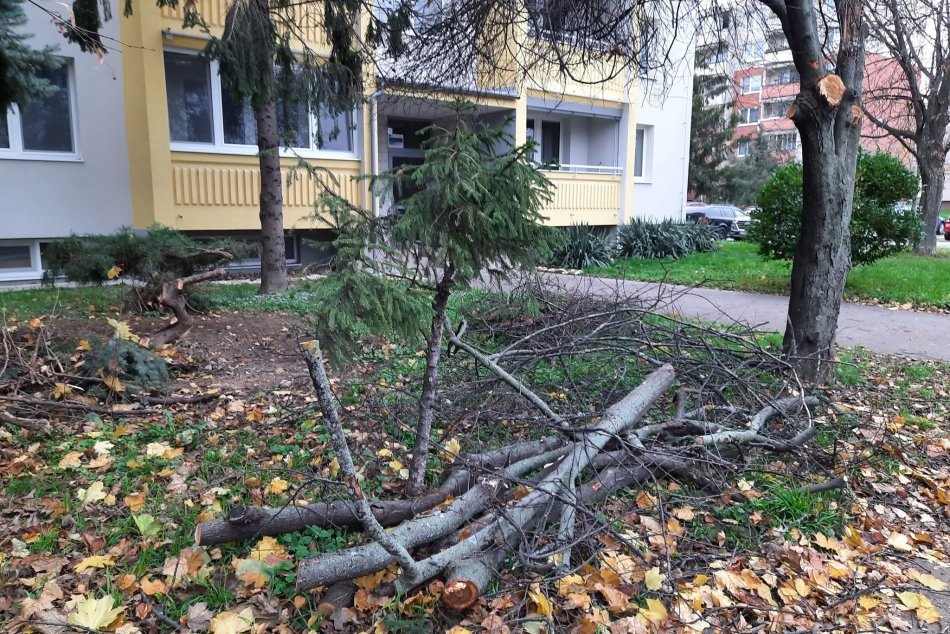 Nelegálny výrub mestskej zelene