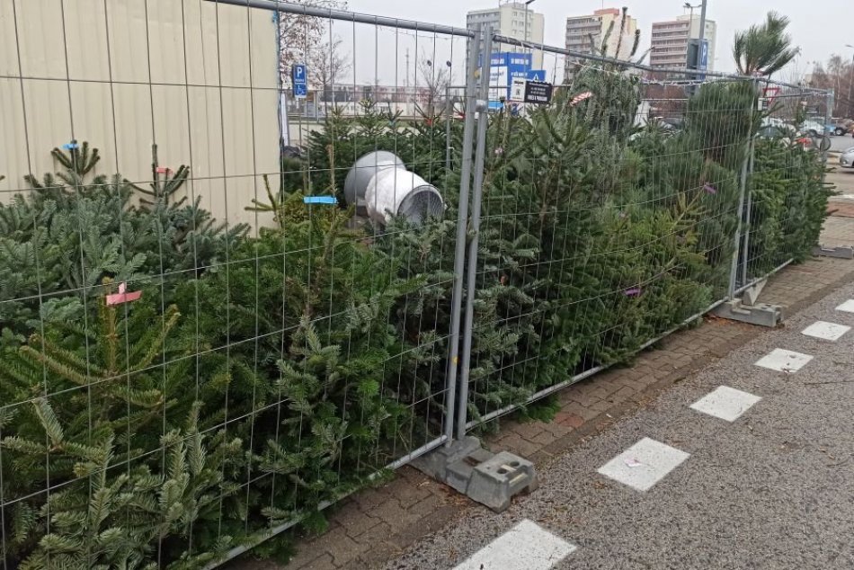 Predaj vianočných stromčekov v Nitre