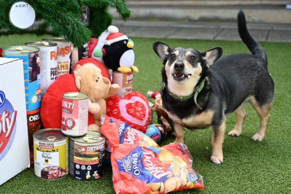 Štedrý deň v trnavskom útulku