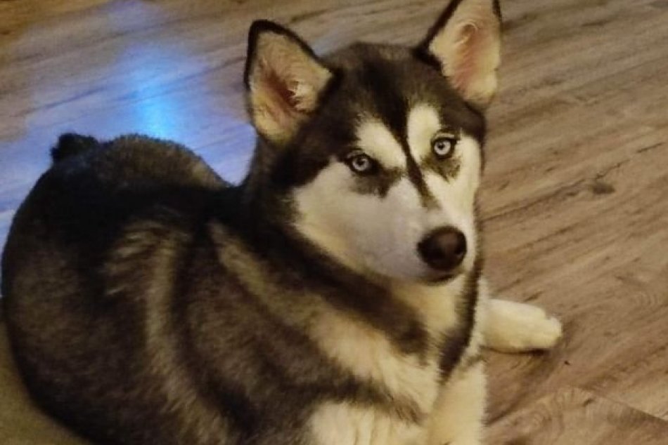 Pri Bystrici sa stratila fenka huskyho