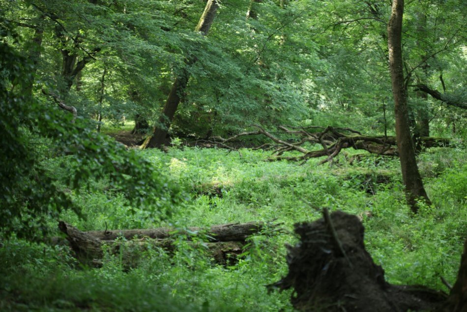 Na Slovensku by mohli vyhlásiť nový Národný park Podunajsko
